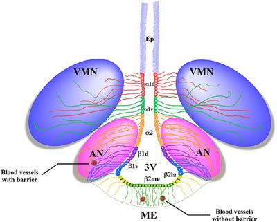 Hypothalamic Neurogenesis as an Adaptive Metabolic Mechanism